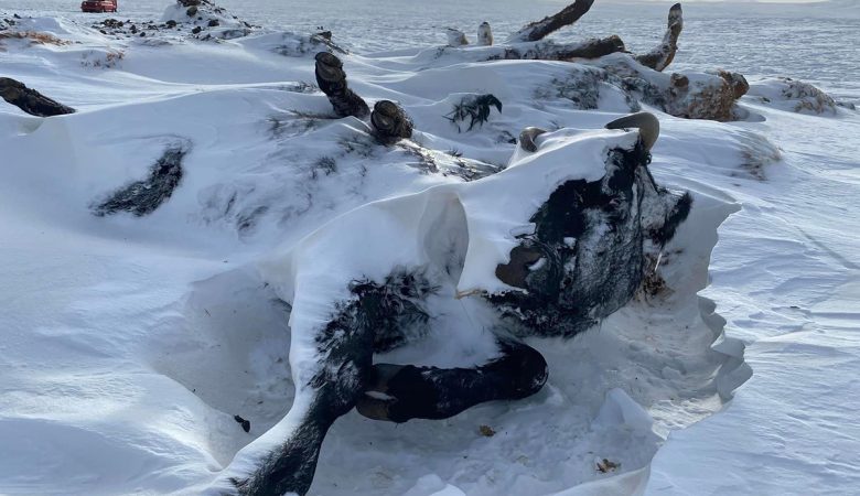 Зуд болон байгалийн гамшгийн дуут дохио, мэдээллийг RTBN аппликейшнээс аваарай